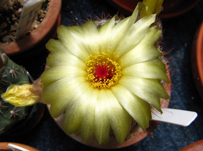 Notocactus schlosseri flower